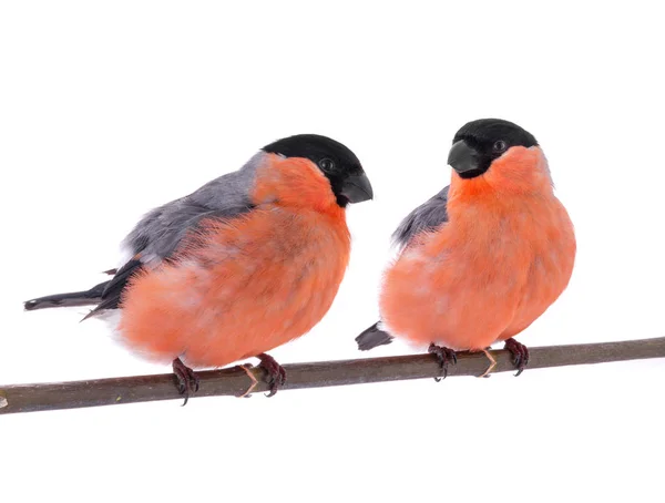 A two bullfinch — Stock Photo, Image