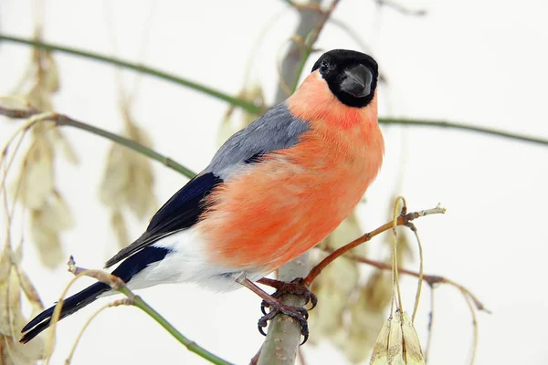 Bullfinch on a white — Stock Photo, Image