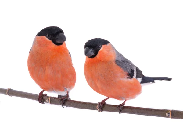 Un due bullfinch — Foto Stock