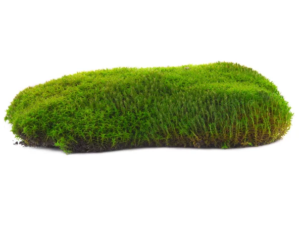Moss on a white — Stock Photo, Image