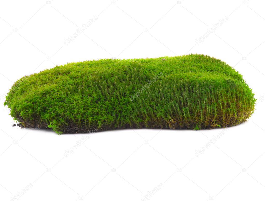 moss on a white 