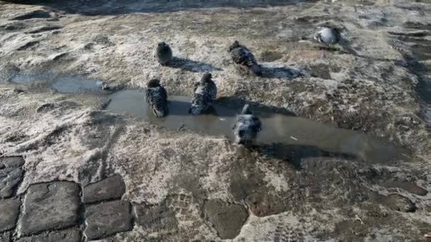 Palomas bañarse en agua en la ciudad en el invierno — Vídeos de Stock