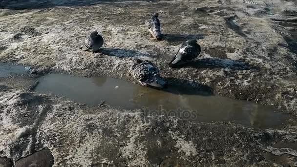 Les pigeons se baignent dans l'eau dans la ville en hiver — Video