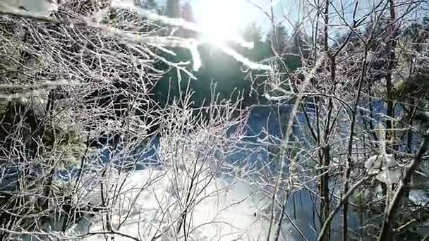 Зимний солнечный день с инеем на дереве — стоковое видео