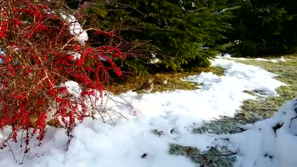 Tordo canción en el invierno — Vídeo de stock