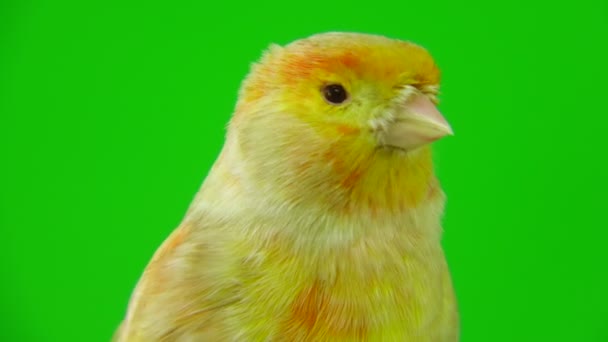 Kanarienvogel auf Grün — Stockvideo
