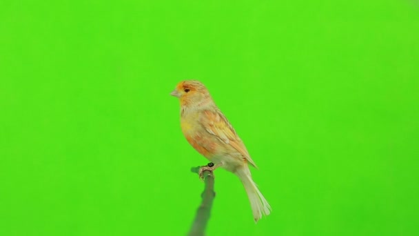 Kanarienvogel auf Grün — Stockvideo