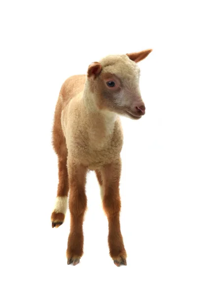 Una pecorella — Foto Stock