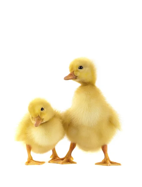 Two chicken gooses — Stock Photo, Image