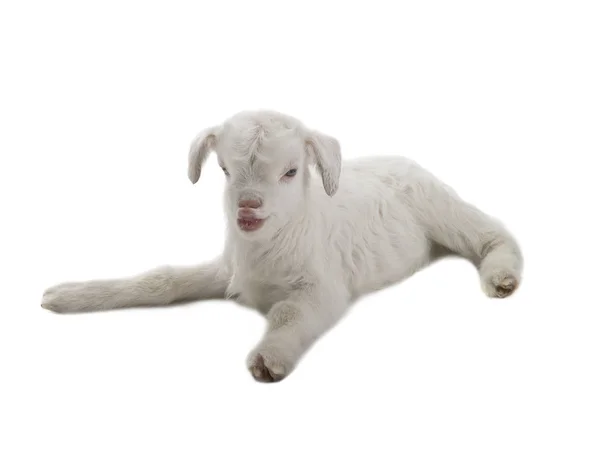 Smile goat kid — Stock Photo, Image