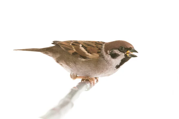 Sperling auf einem weißen — Stockfoto