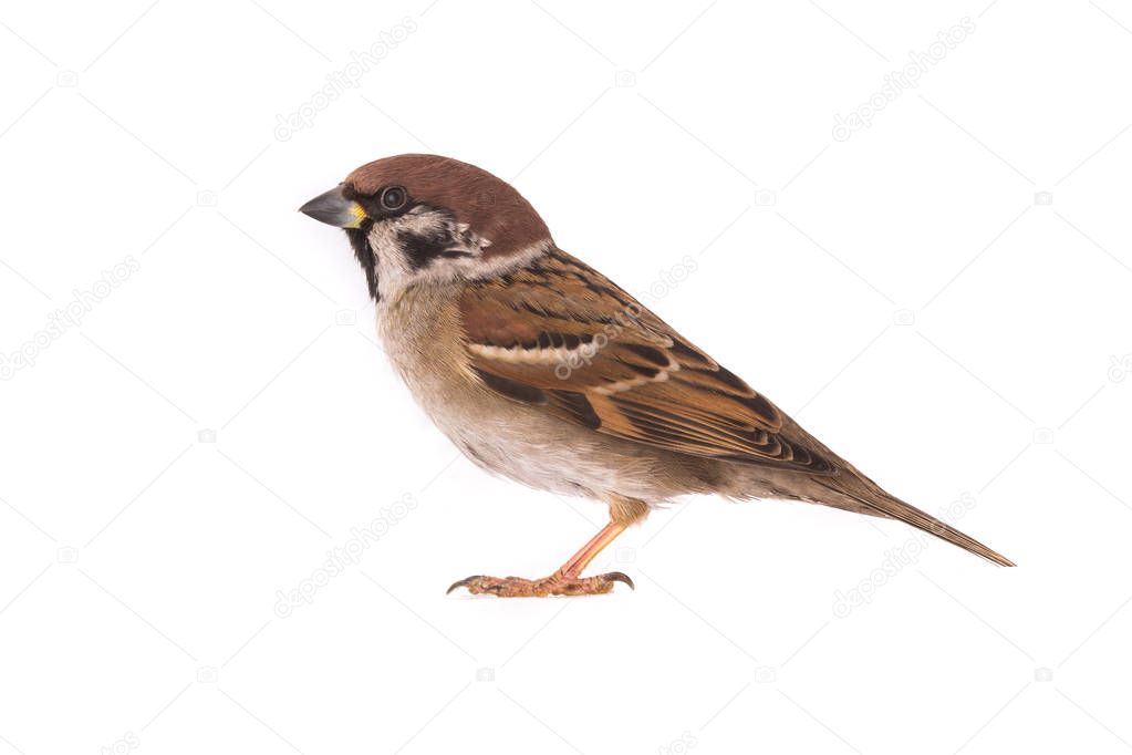 sparrow on a white