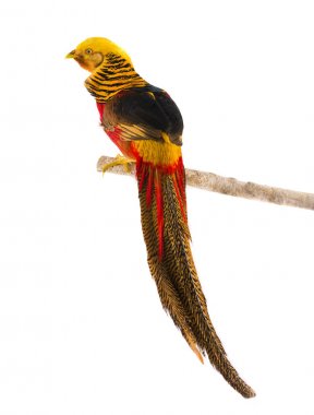 portre sülün altın 