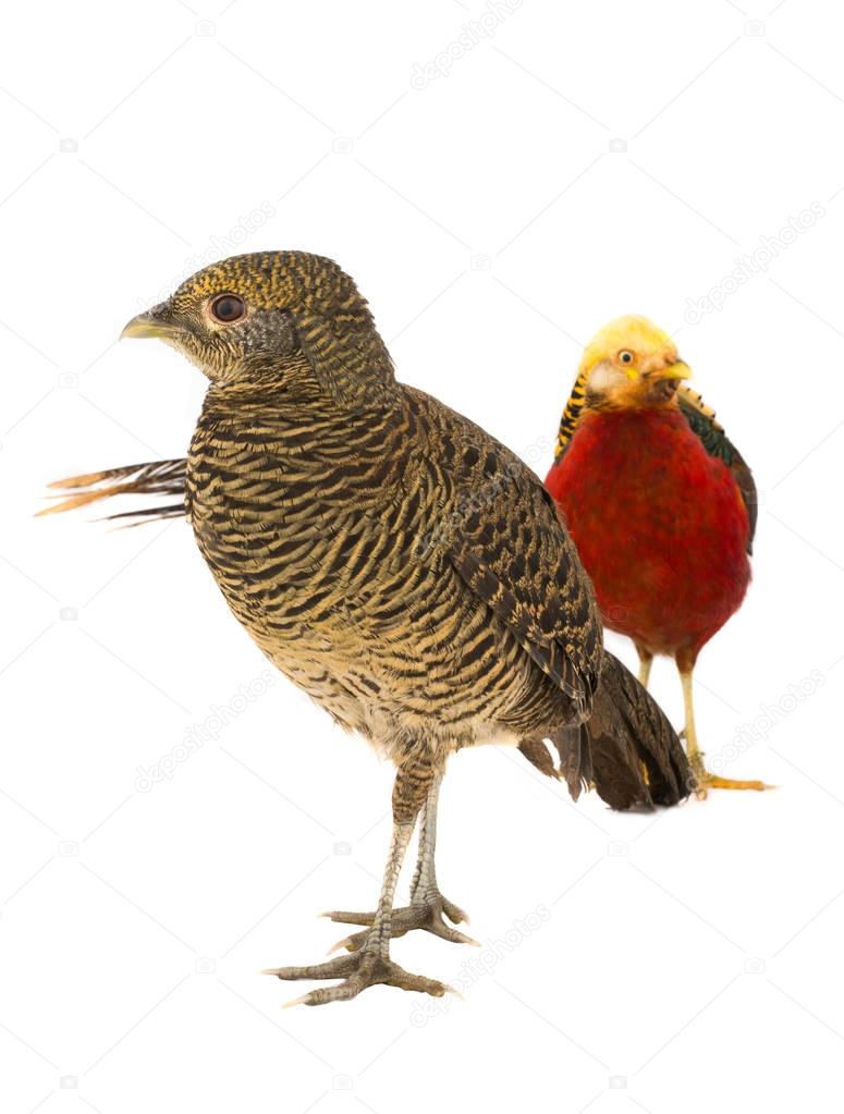 two pheasants gold