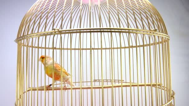 Chant canari dans une cage isolée sur un écran blanc — Video