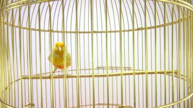 şarkı Kanarya beyaz ekranda izole bir kafes içinde