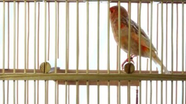 şarkı Kanarya beyaz ekranda izole bir kafes içinde