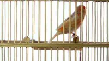 şarkı Kanarya beyaz ekranda izole bir kafes içinde