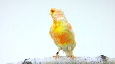 beyaz ekranda izole feo Kanarya