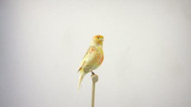 beyaz ekranda izole feo Kanarya