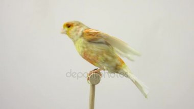 beyaz ekranda izole feo Kanarya