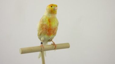 beyaz ekranda izole feo Kanarya