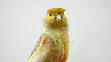 beyaz ekranda izole feo Kanarya