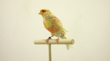 beyaz ekranda izole feo Kanarya