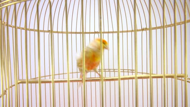 Chant canari dans une cage isolée sur un écran blanc — Video