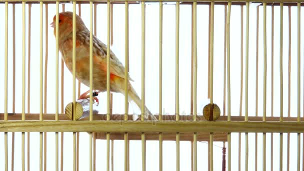 Singender Kanarienvogel in einem Käfig isoliert auf einem weißen Bildschirm — Stockvideo