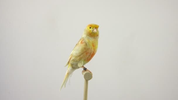 Feo canary isolerad på en vit skärm — Stockvideo