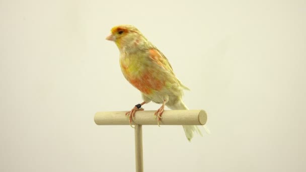 Feo canary isolé sur un écran blanc — Video