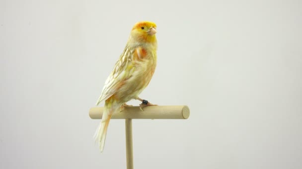 feo canary isolé sur un écran blanc 