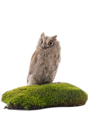 European scops owl  clipart