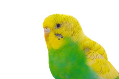 Sarı bir muhabbet kuşu