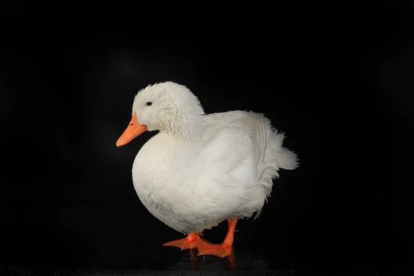 Canard blanc sur un noir — Photo