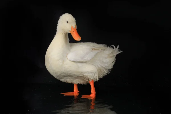 Canard blanc sur un noir — Photo