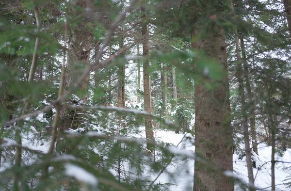 Wald. Winterlandschaft — Stockfoto