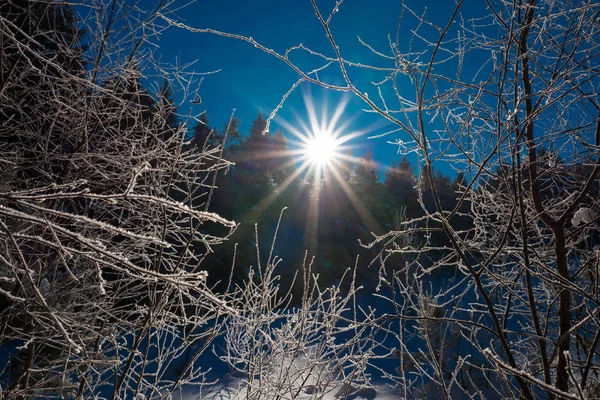 Zon. Winter in hout — Stockfoto