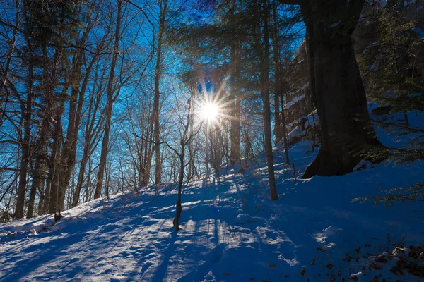 Slunce. Zima v lese — Stock fotografie