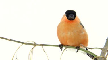 üzerinde beyaz bir şakrak kuşu 