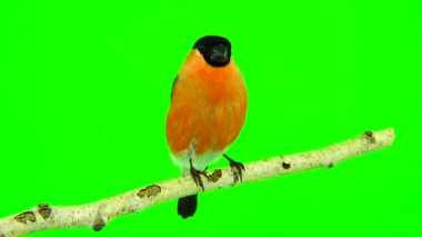 bir yeşil erkek şakrak kuşu 