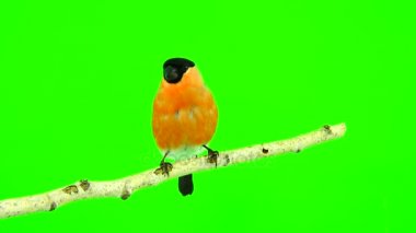 bir yeşil erkek şakrak kuşu 