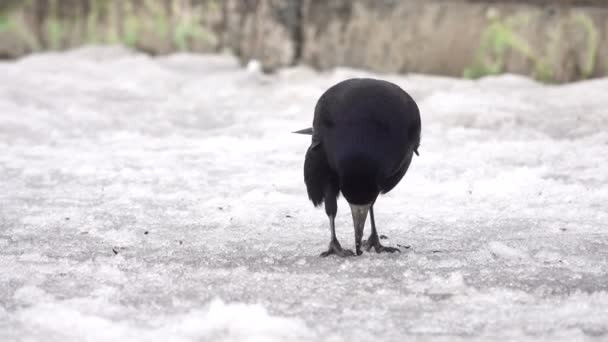 Raven na białym — Wideo stockowe