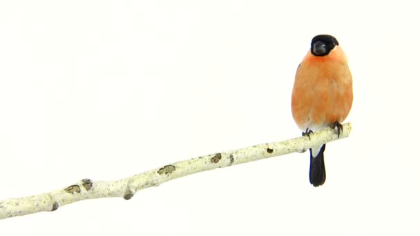 Bullfinch su un bianco — Video Stock