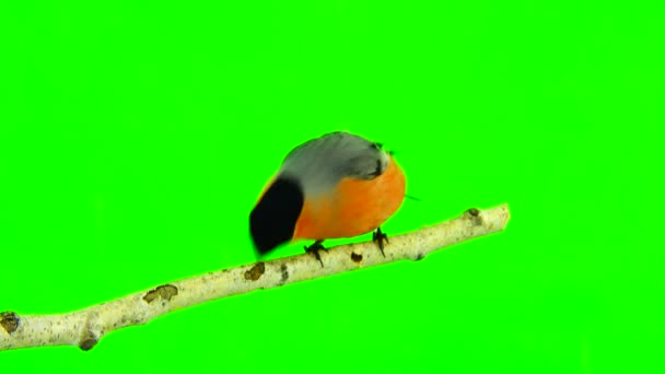 Bullfinch masculino em um verde — Vídeo de Stock