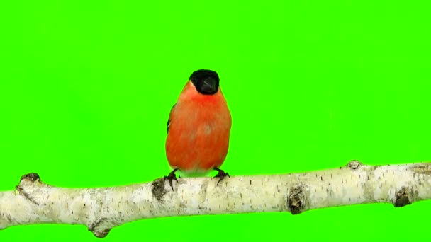 Maschio bullfinch su un verde — Video Stock