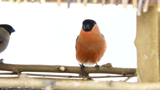 Bullfinches on a white screen — Stock Video