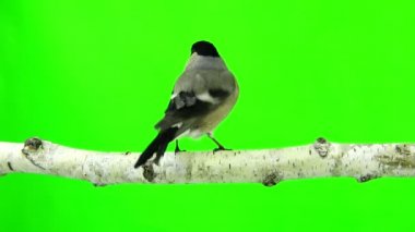 bir yeşil kadın şakrak kuşu 