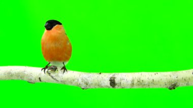 bir yeşil erkek şakrak kuşu 